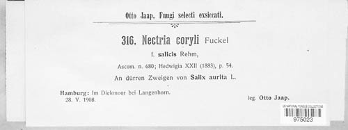 Nectria coryli